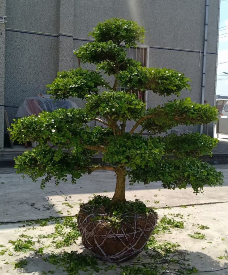 长期供应各种规格造型黄杨树，别墅景观树