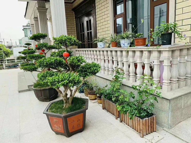 长期供应各种规格造型黄杨树，别墅景观树