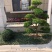 长期供应各种规格造型黄杨树，别墅景观树
