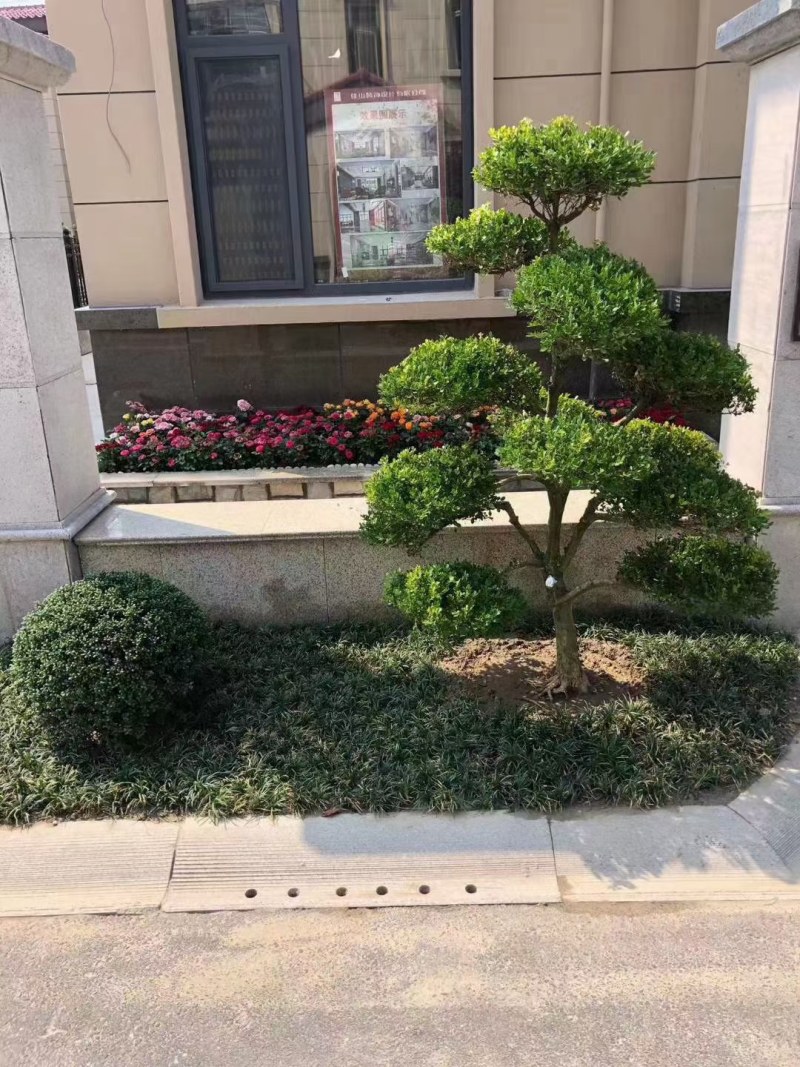 长期供应各种规格造型黄杨树，别墅景观树