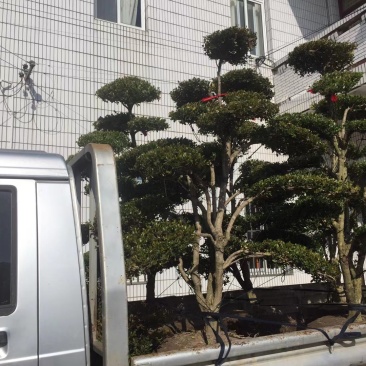 长期供应各种规格造型黄杨树，别墅景观树