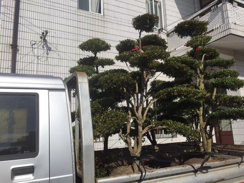 长期供应各种规格造型黄杨树，别墅景观树
