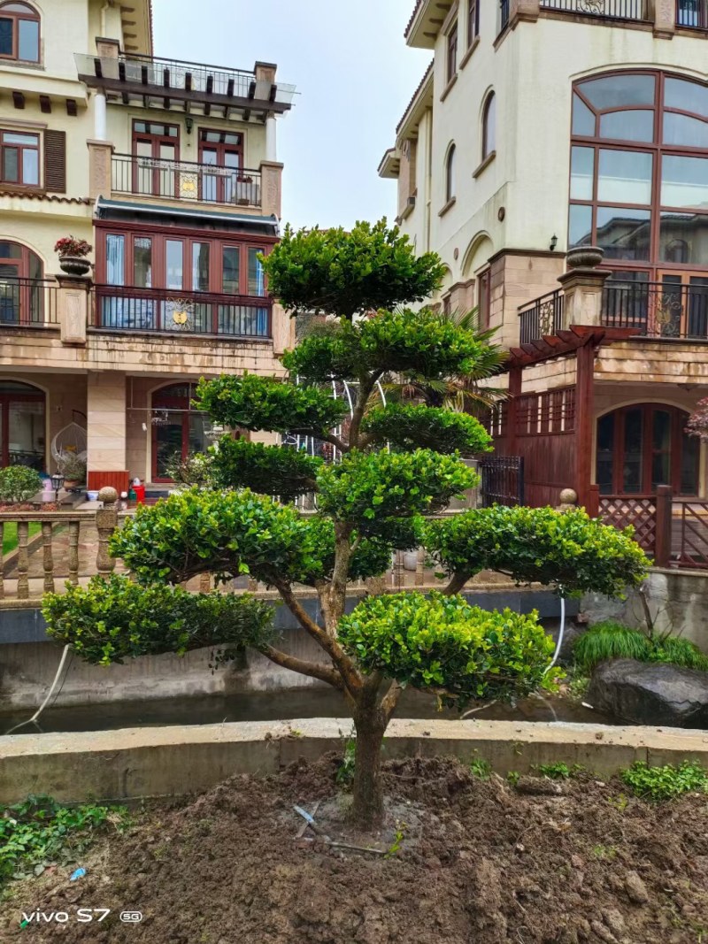 长期供应各种规格造型黄杨树，别墅景观树