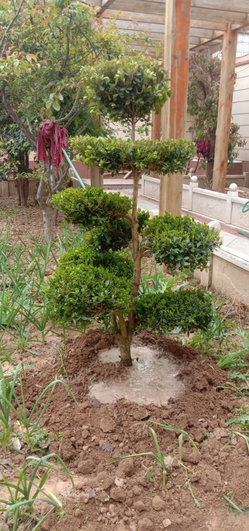 长期供应各种规格造型黄杨树，别墅景观树