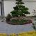 长期供应各种规格造型黄杨树，别墅景观树