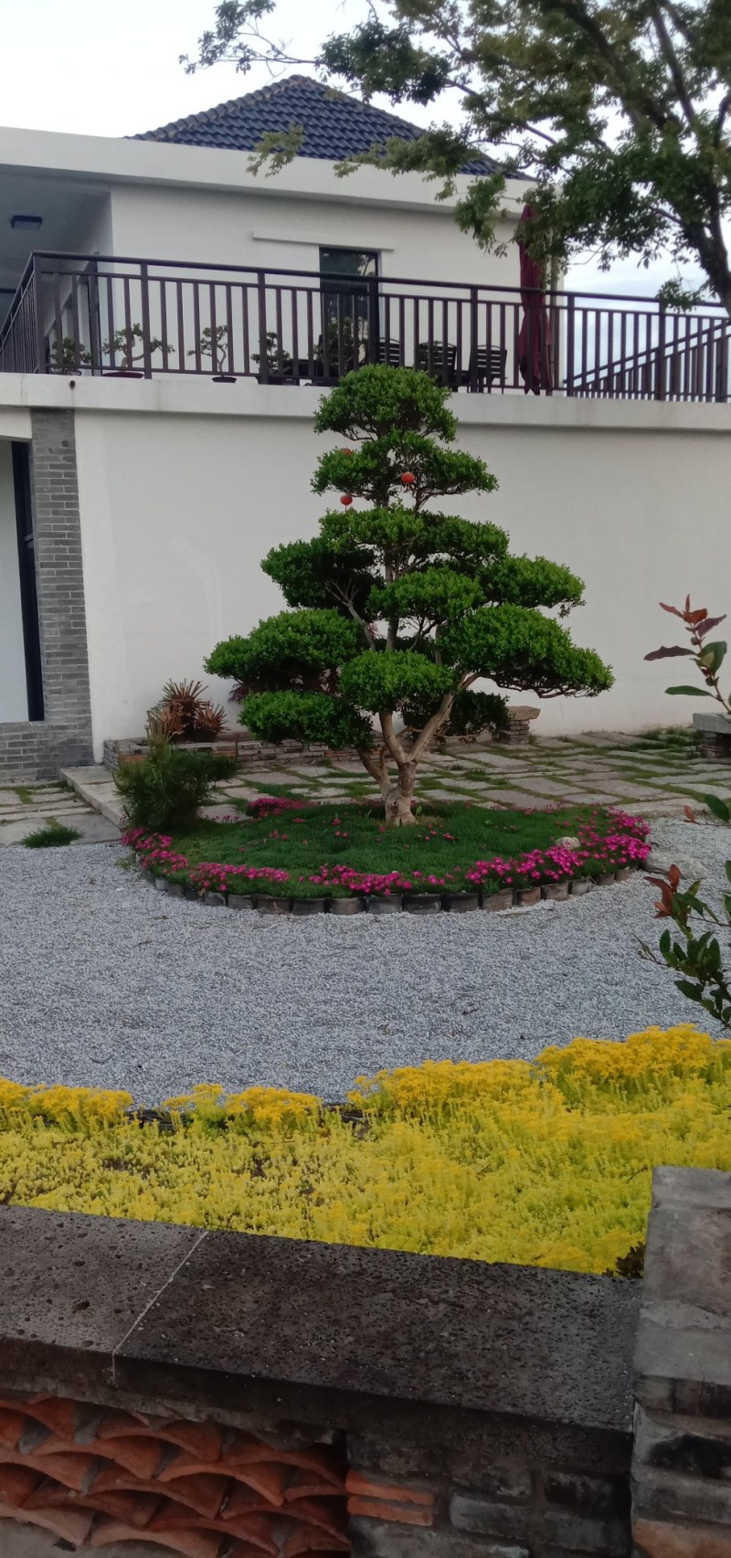 长期供应各种规格造型黄杨树，别墅景观树