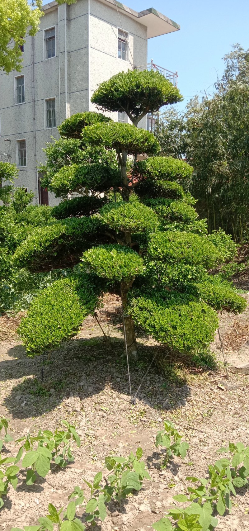 长期供应各种规格造型黄杨树，别墅景观树