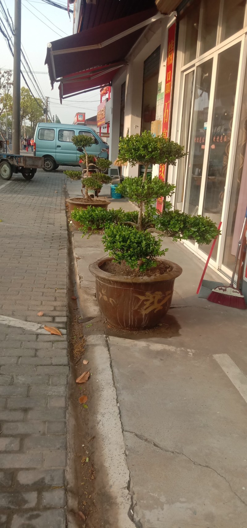 长期供应各种规格造型黄杨树，别墅景观树