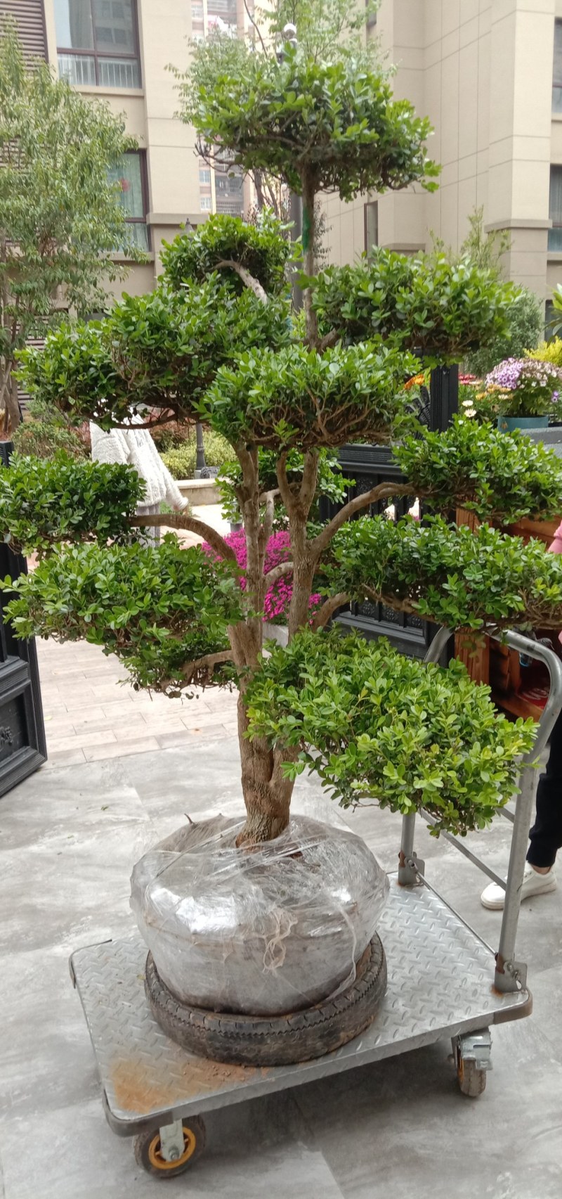 长期供应各种规格造型黄杨树，别墅景观树