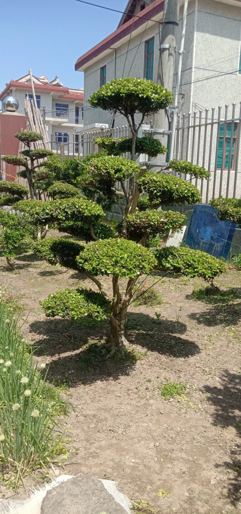 长期供应各种规格造型黄杨树，别墅景观树