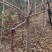 常年供应各种规格美早大樱桃，俄罗斯8号大樱桃树，先锋大樱