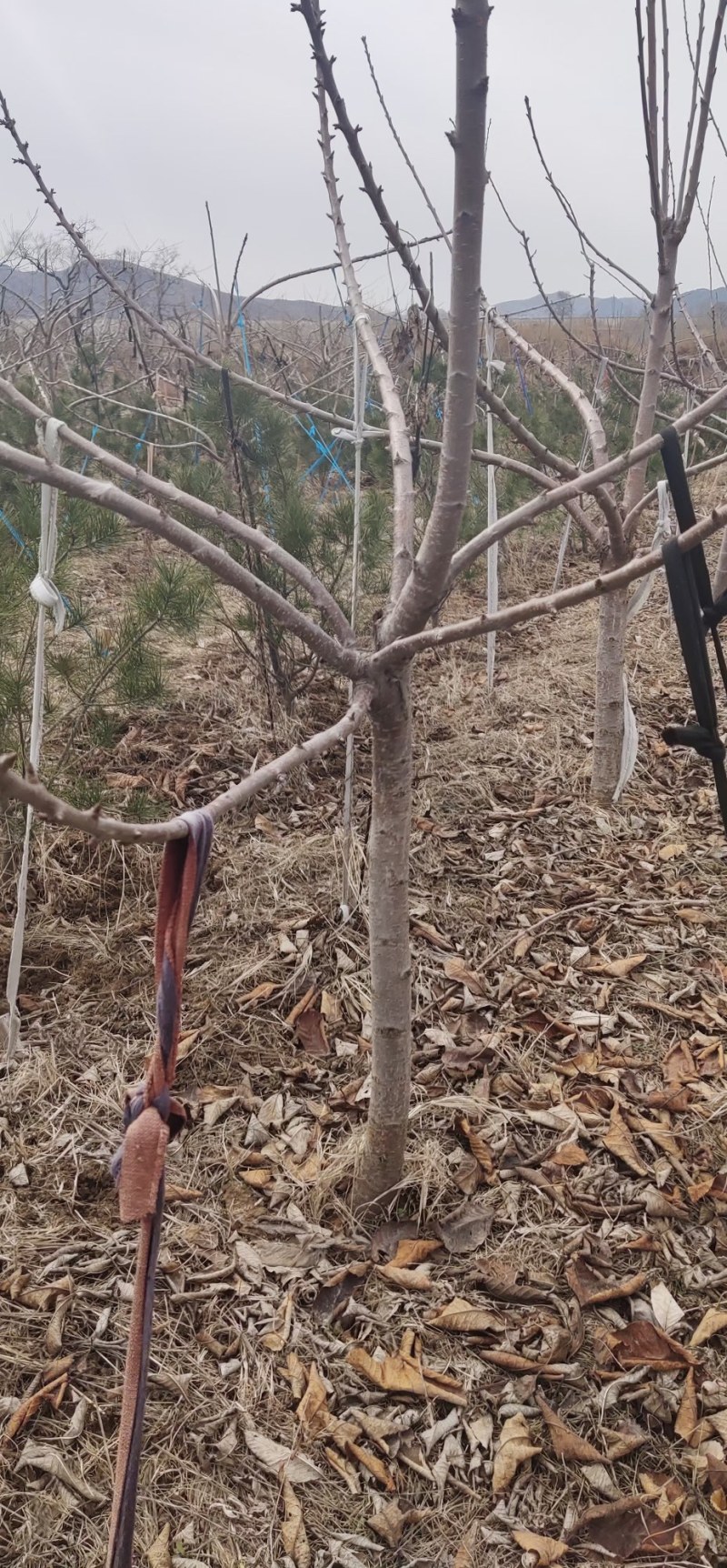 常年供应各种规格美早大樱桃，俄罗斯8号大樱桃树，先锋大樱