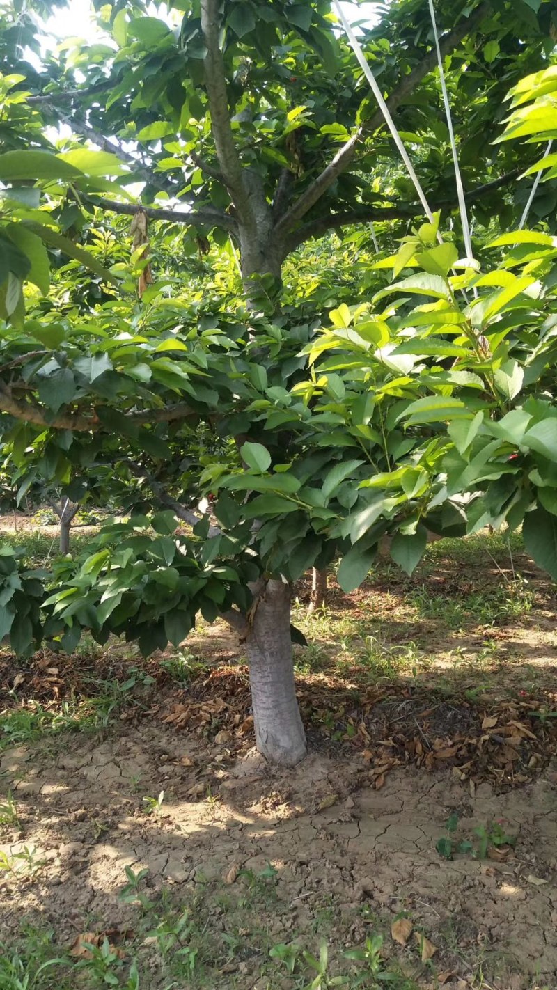 常年供应各种规格美早大樱桃，俄罗斯8号大樱桃树，先锋大樱
