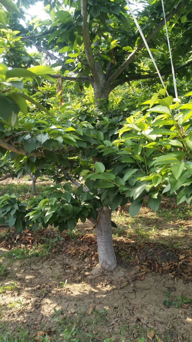 常年供应各种规格美早大樱桃，俄罗斯8号大樱桃树，先锋大樱