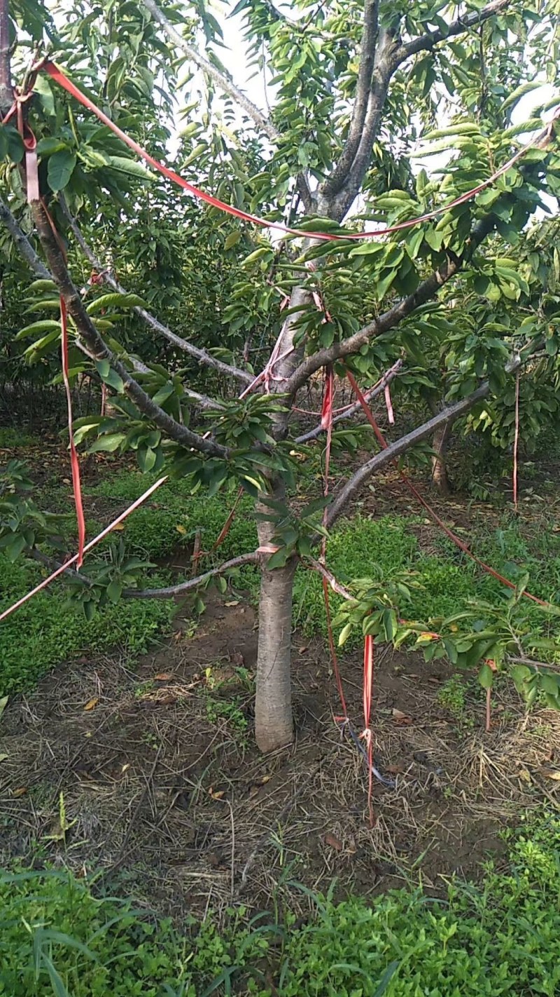 常年供应各种规格美早大樱桃，俄罗斯8号大樱桃树，先锋大樱