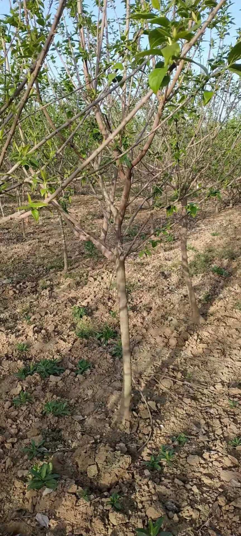 常年供应各种规格高杆腊梅，造型腊梅，绿化工程苗