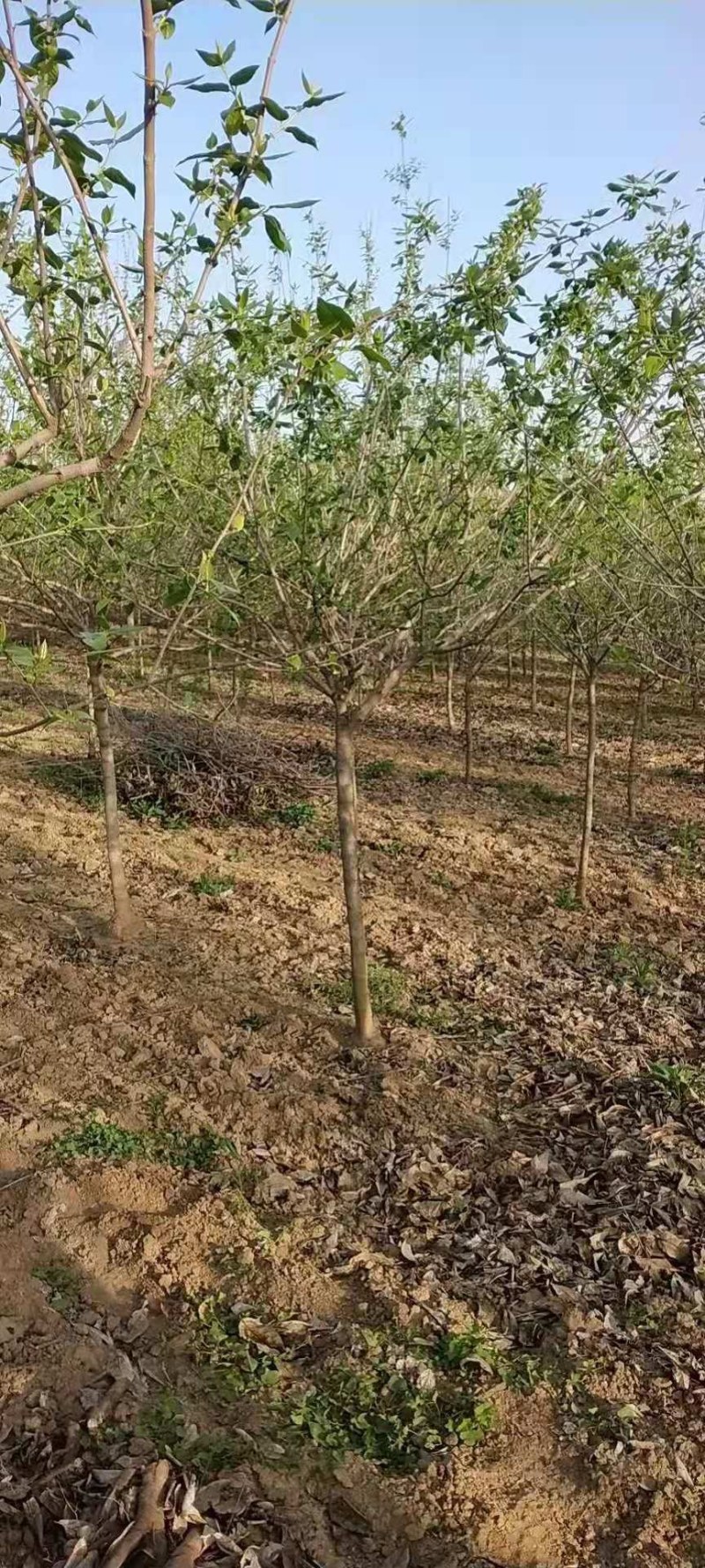 常年供应各种规格高杆腊梅，造型腊梅，绿化工程苗