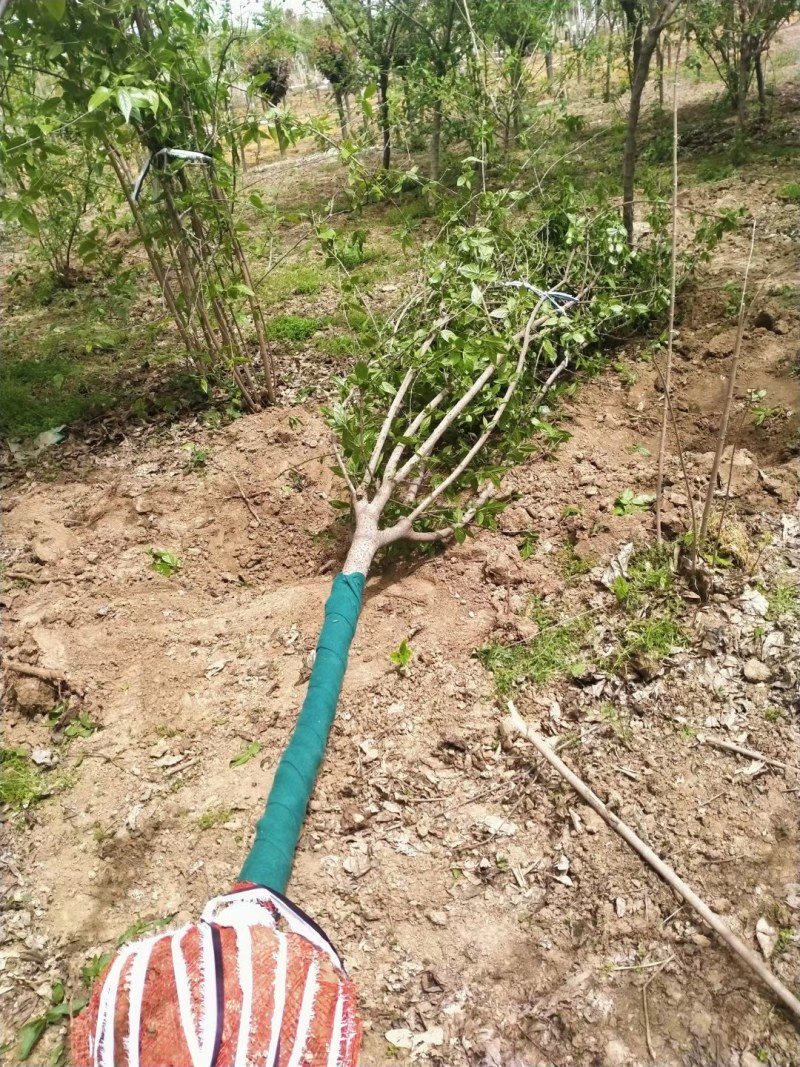 常年供应各种规格高杆腊梅，造型腊梅，绿化工程苗