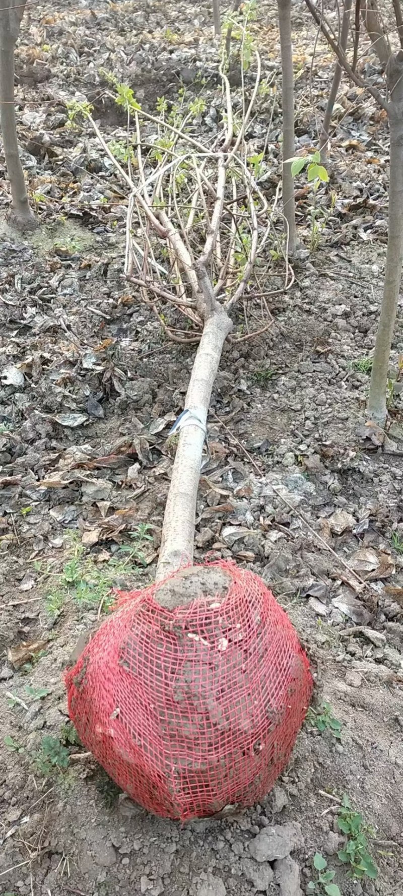常年供应各种规格高杆腊梅，造型腊梅，绿化工程苗