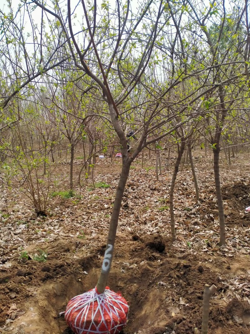常年供应各种规格高杆腊梅，造型腊梅，绿化工程苗