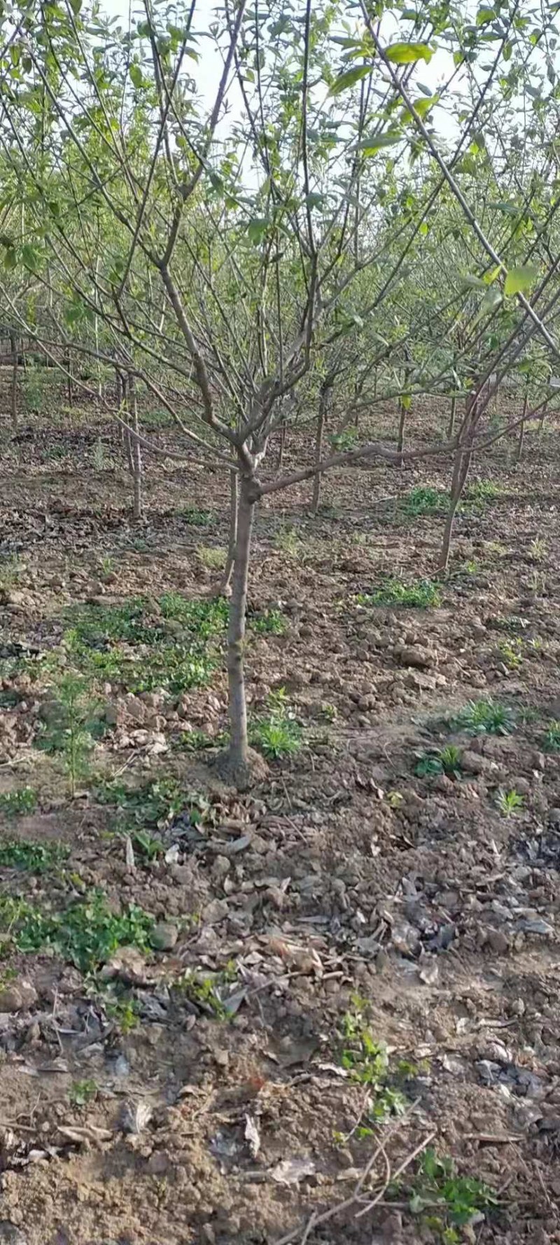 常年供应各种规格高杆腊梅，造型腊梅，绿化工程苗