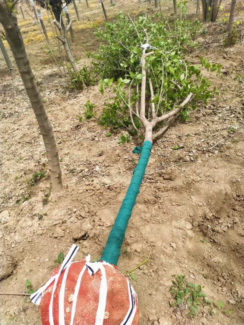 常年供应各种规格高杆腊梅，造型腊梅，绿化工程苗