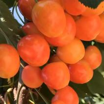 黄密樱桃…专人管理…不用化肥…不打农药…送自己客户…