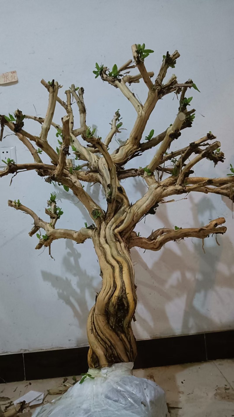 长期供应各种规格造型金银花树，