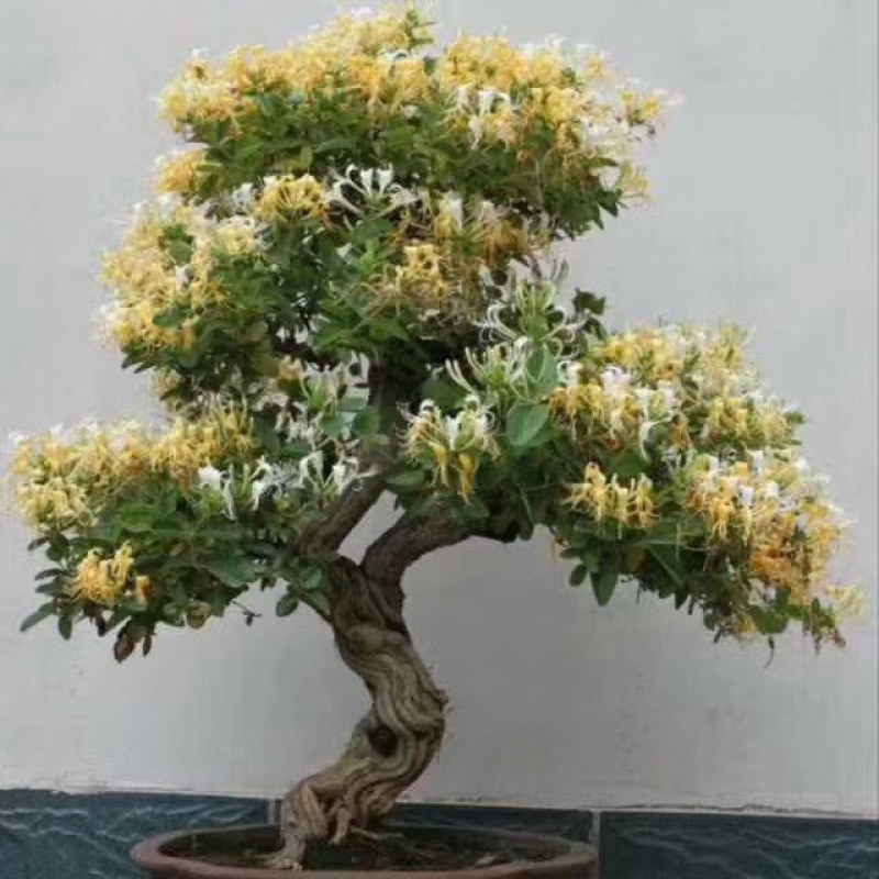 长期供应各种规格造型金银花树，