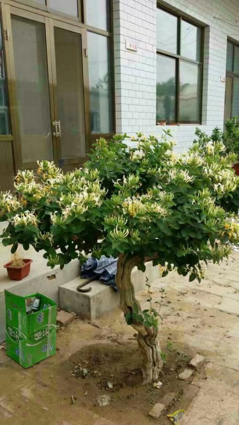 长期供应各种规格造型金银花树，