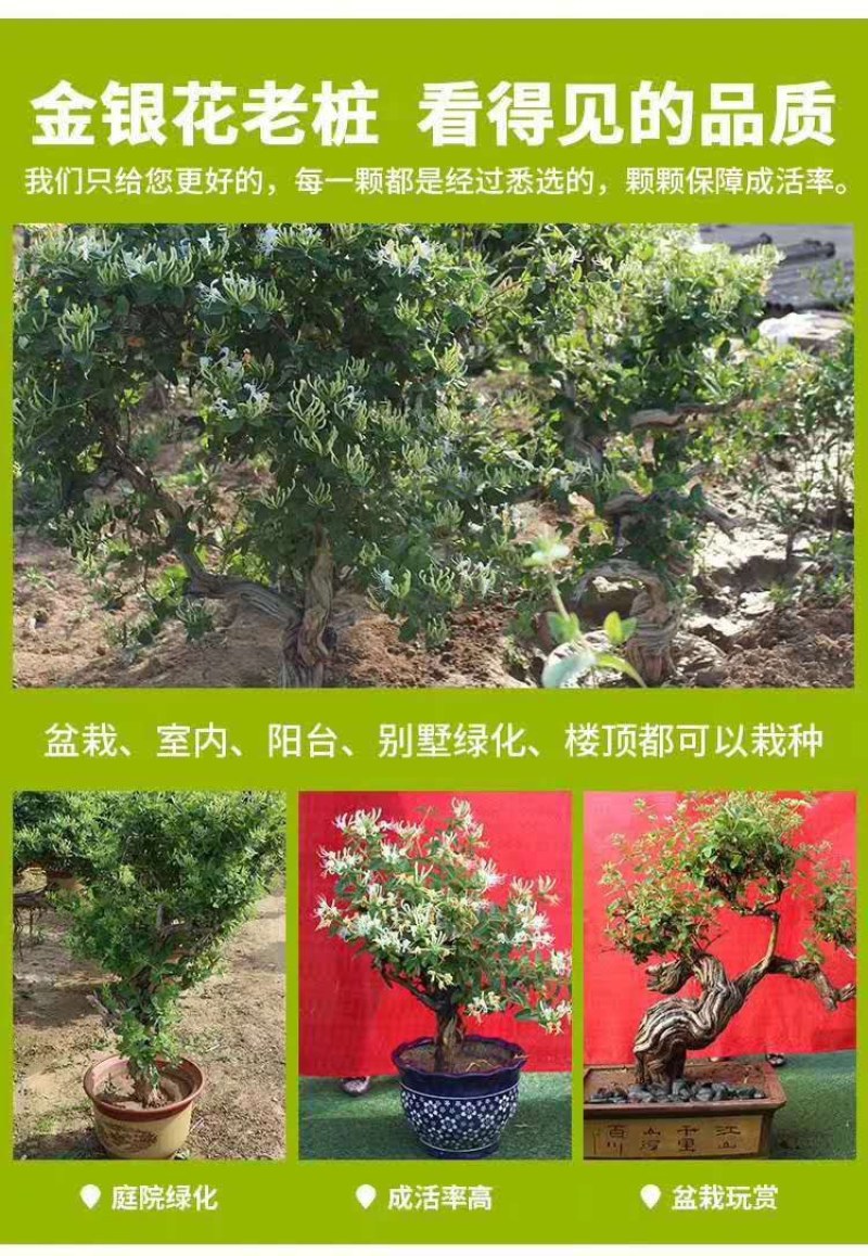长期供应各种规格造型金银花树，
