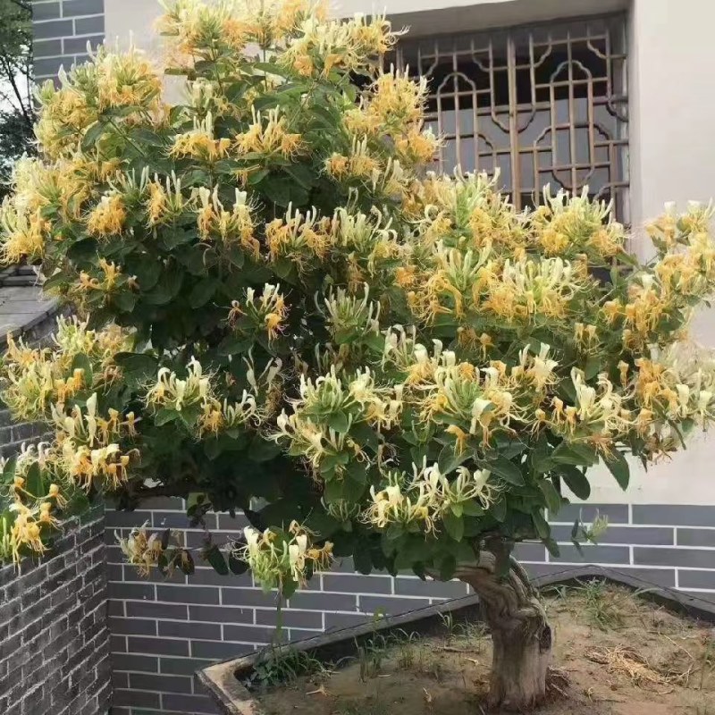 长期供应各种规格造型金银花树，
