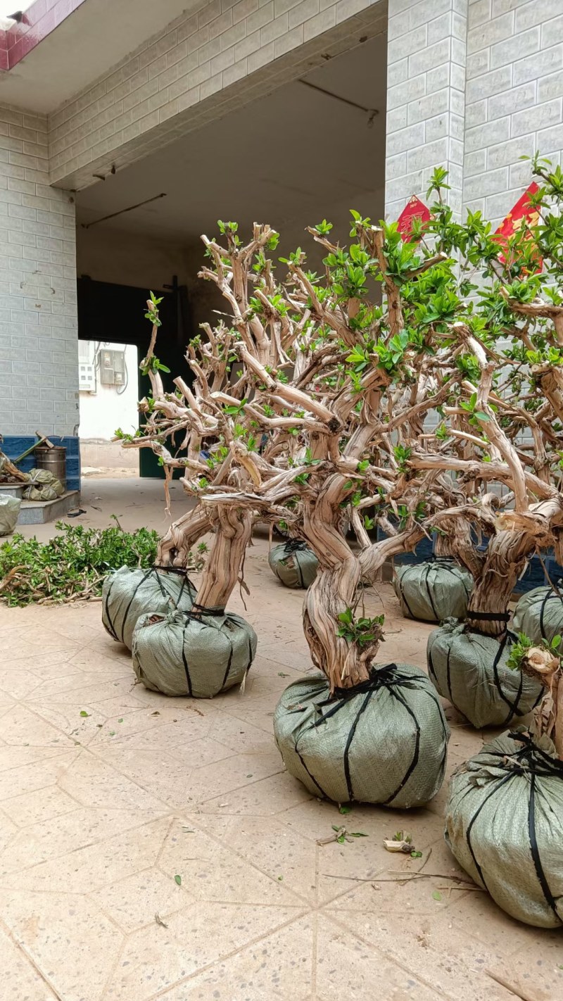 长期供应各种规格造型金银花树，