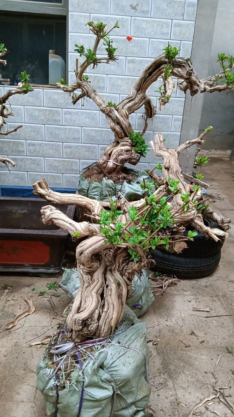 长期供应各种规格造型金银花树，