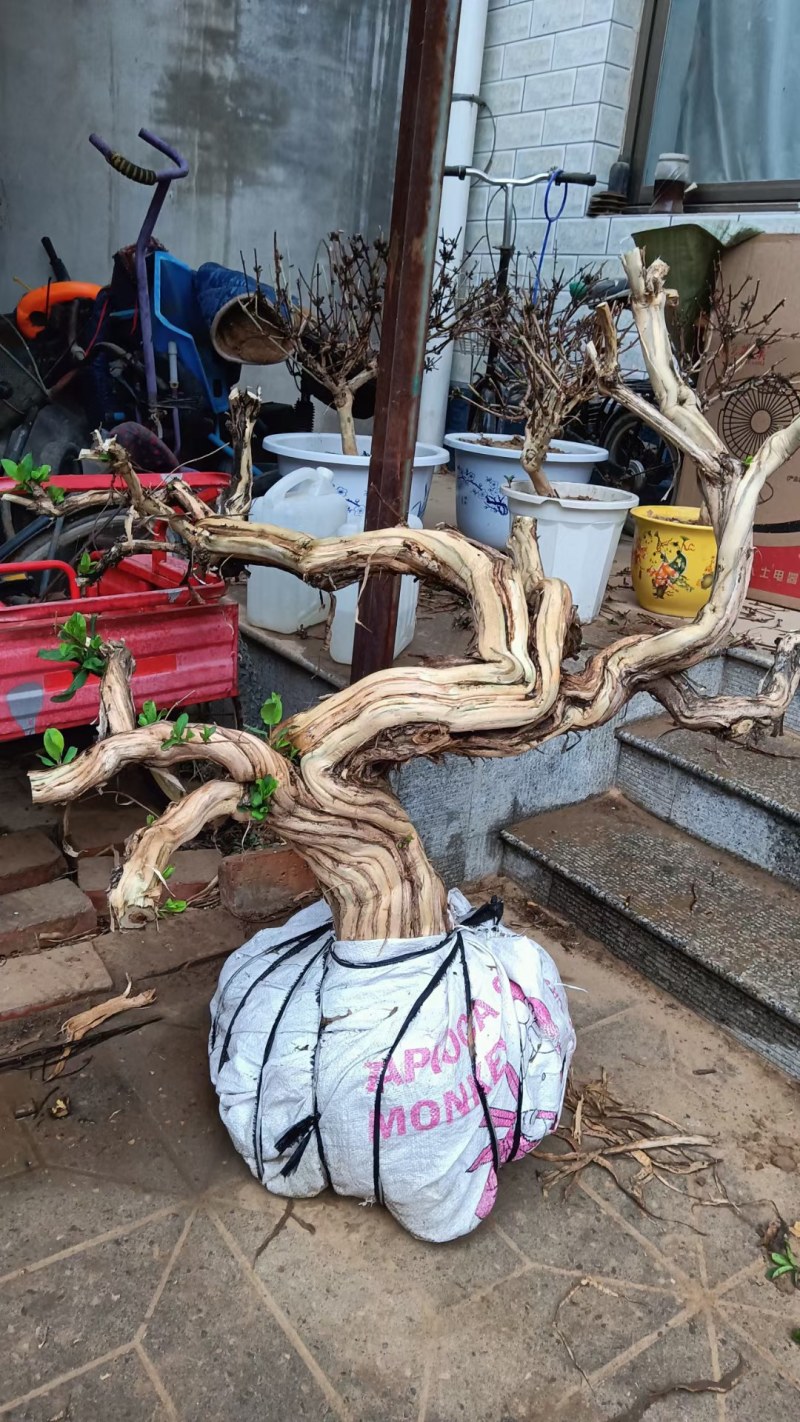 长期供应各种规格造型金银花树，