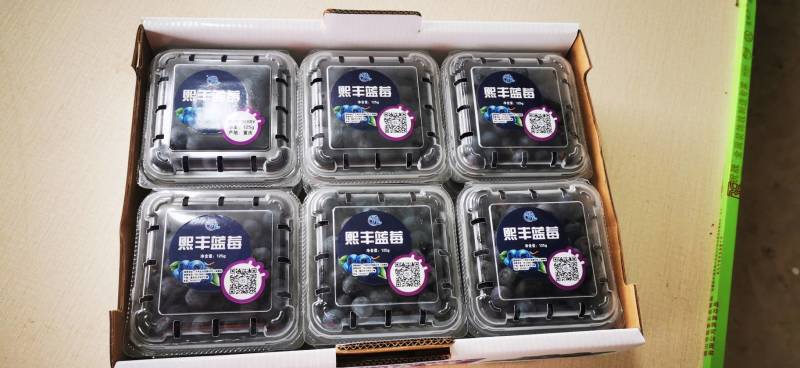 熙丰蓝莓