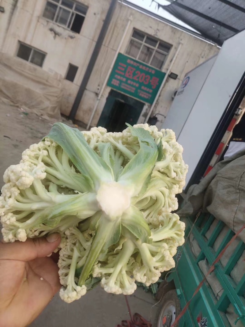 甘蓝类