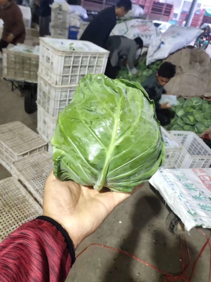 甘蓝类