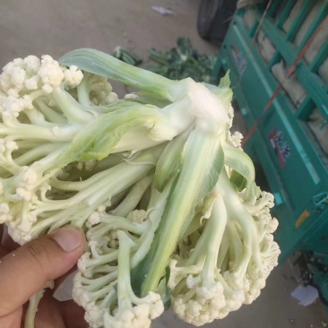 甘蓝类