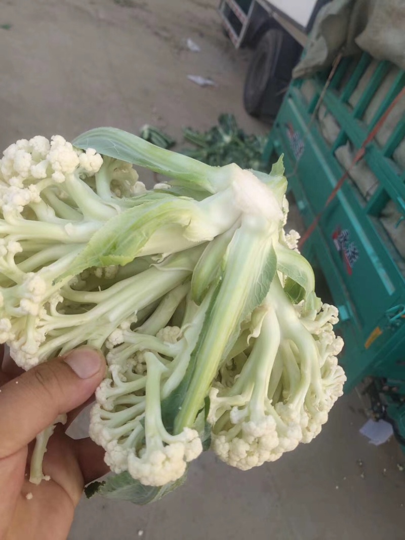 甘蓝类