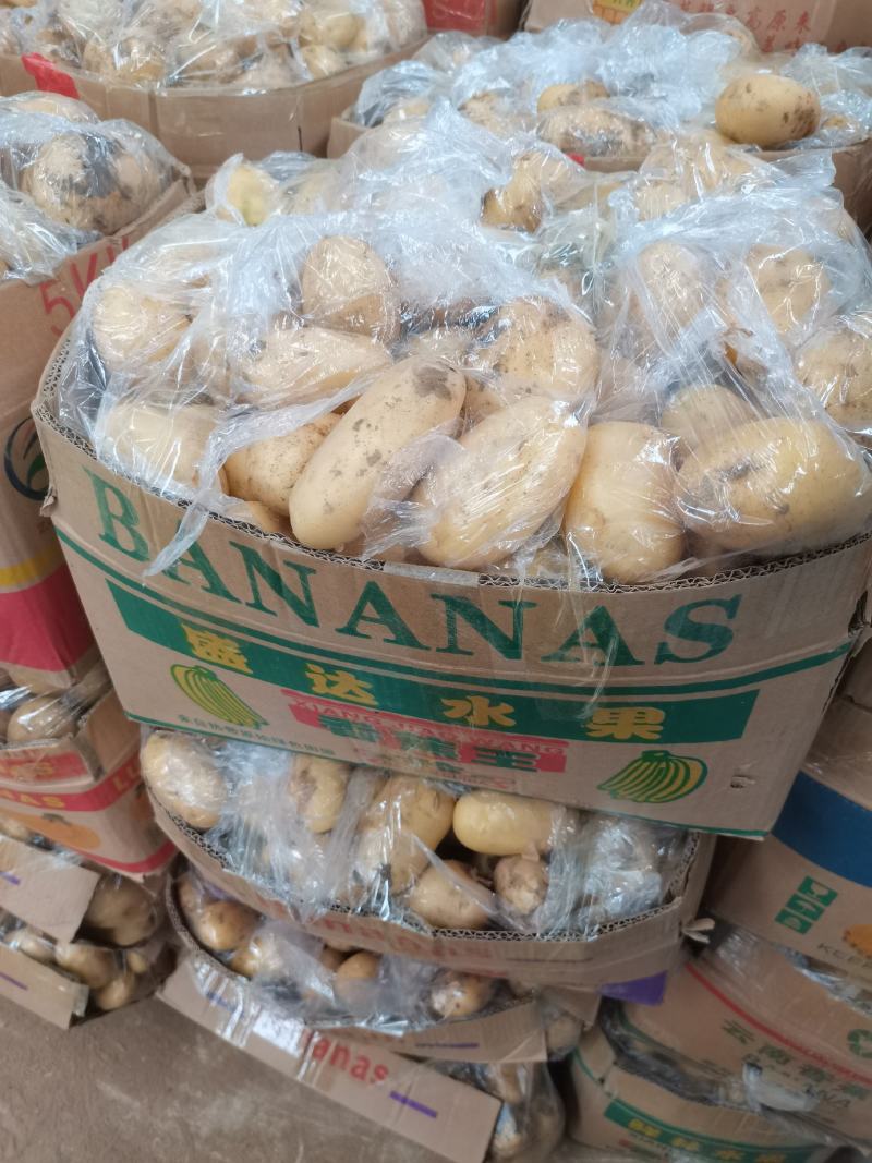 【精品黄心】山东滕州土豆现货现发对接商超档口品质高价格低