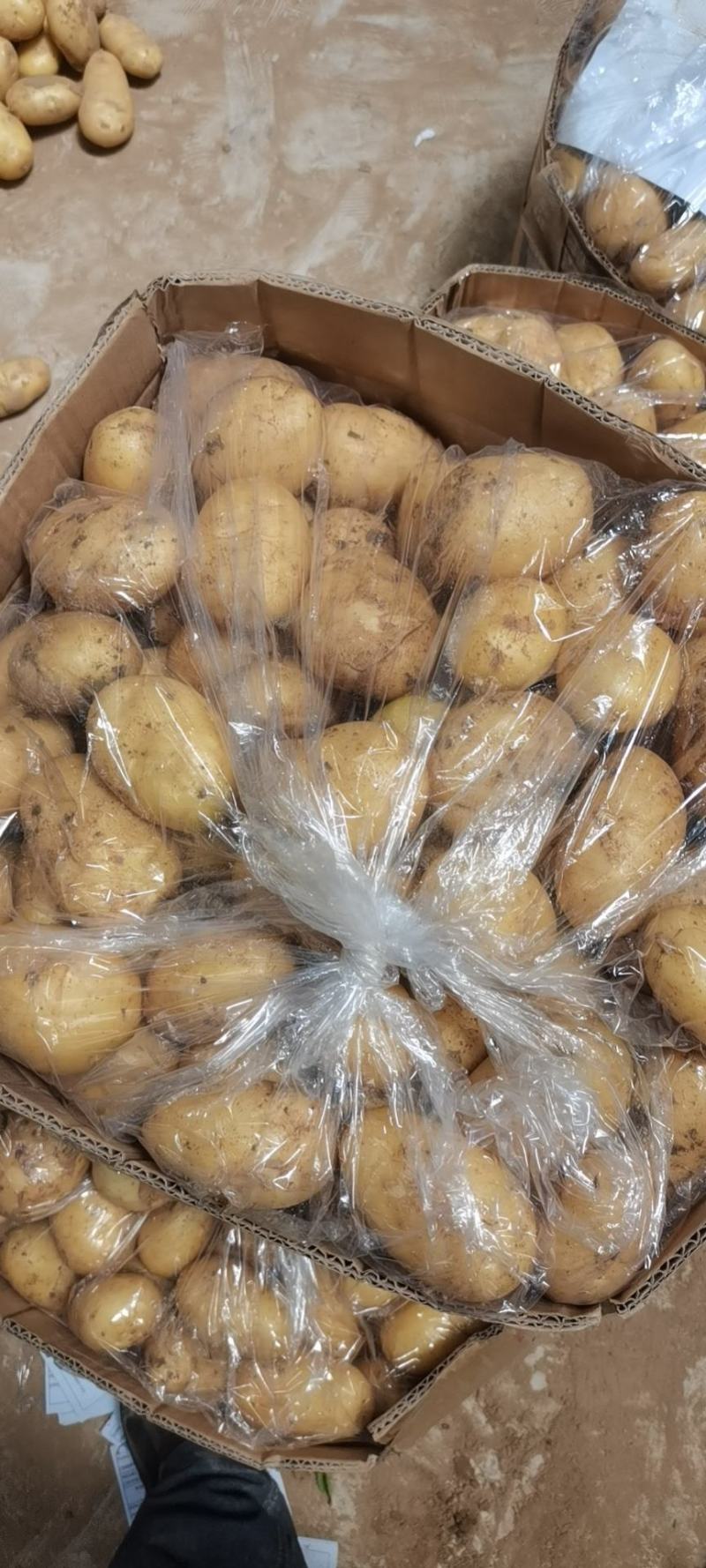 【精品黄心】山东滕州土豆现货现发对接商超档口品质高价格低