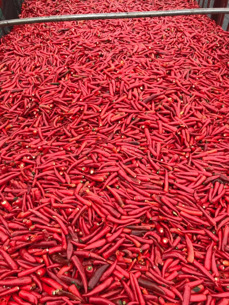 郫县豆瓣酱诚招代理商