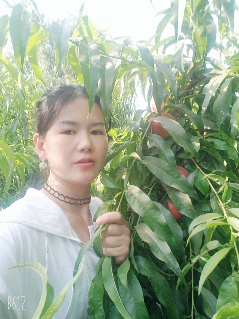 油桃河南商丘虞城产地直销，一手货源，诚信经营