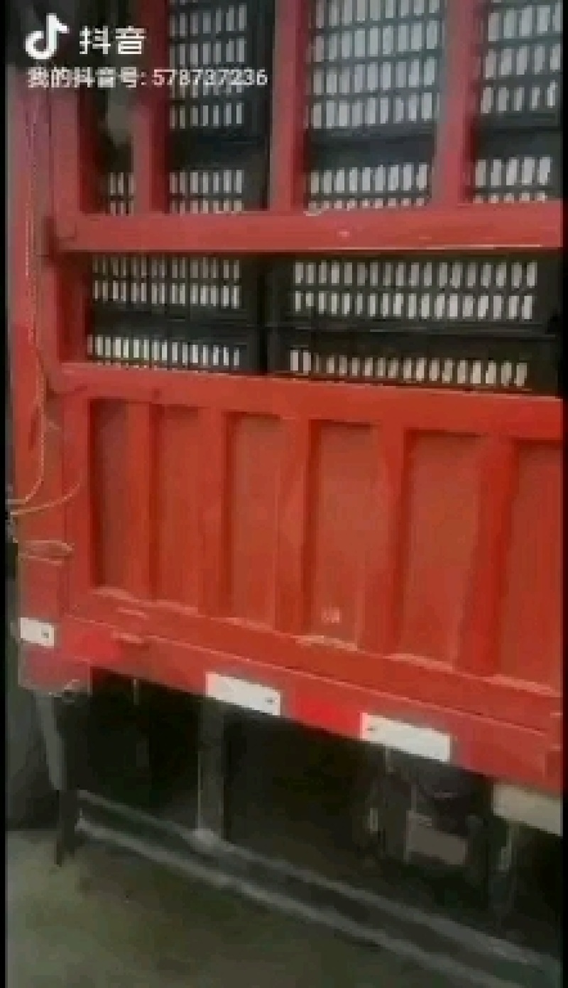 油桃河南商丘虞城产地直销，一手货源，诚信经营