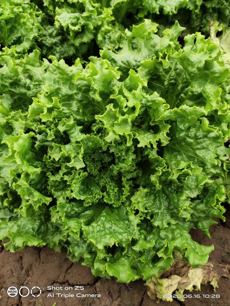 意大利生菜常年有货需要的老板联系我