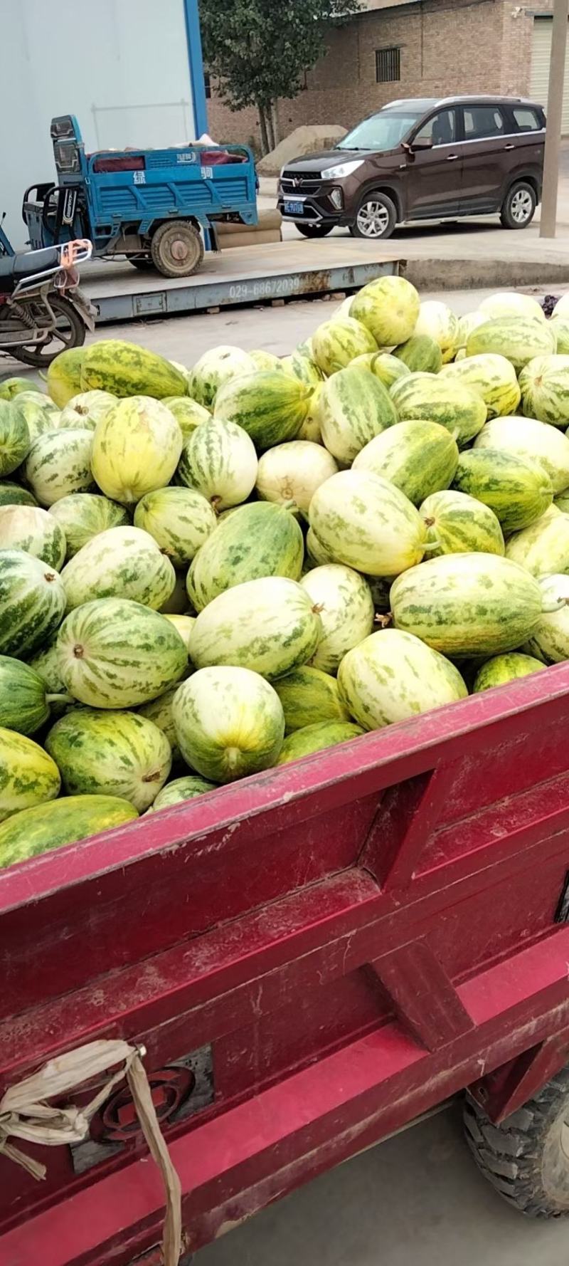 阎良甜瓜大量上市！价格便宜！糖度18以上