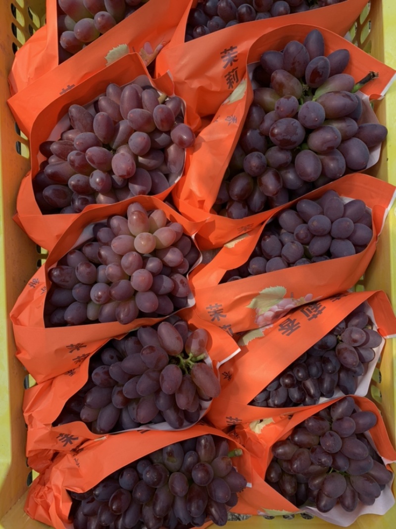 辽宁锦州大量🍇葡萄郁金香，茉莉香，口味香甜，甜度很佳，
