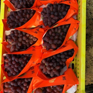 辽宁锦州大量🍇葡萄郁金香，茉莉香，口味香甜，甜度很佳，