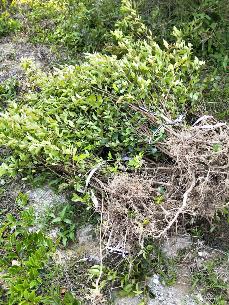 一米茶梅